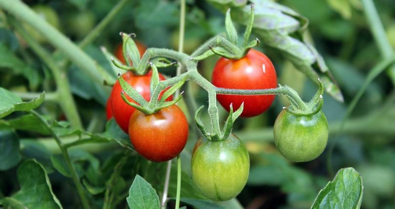 Когда и как правильно сажать томаты на рассаду в Сибири