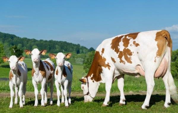 Особенности монбельярдской породы коров - агрономы