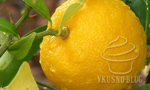 Японский мандарин судачи: польза, вред, состав, рецепты