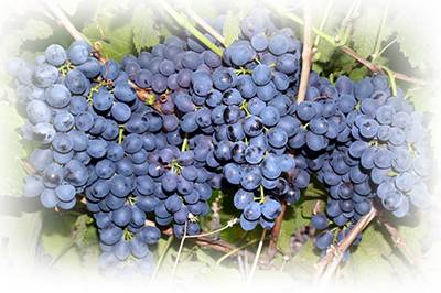 Черный виноград: польза и вред для организма, свойства и противопоказания