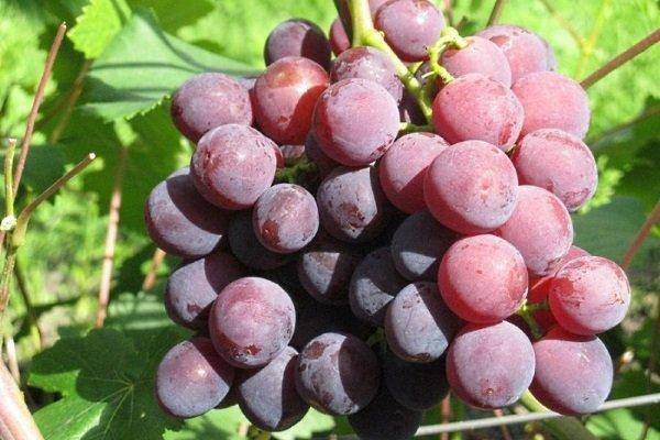Виноград сорта рошфор: подробное описание, фото и отзывы
