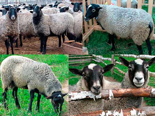 Породы овец: происхождение, описание, характеристика