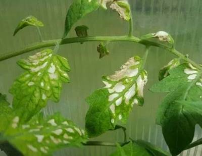 На листьях помидоров появились белые пятна: причины и способы устранения
