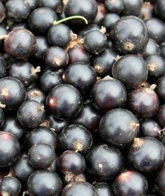 Смородина добрыня: описание сорта черной смородины, выращивание - посадка и уход