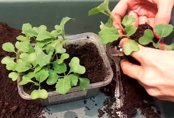 Выращивание рассады декоративной капусты: посев, уход, пикировка