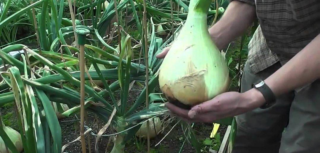 Лук эксибишен: выращивание из семян когда сажать на рассаду фото видео