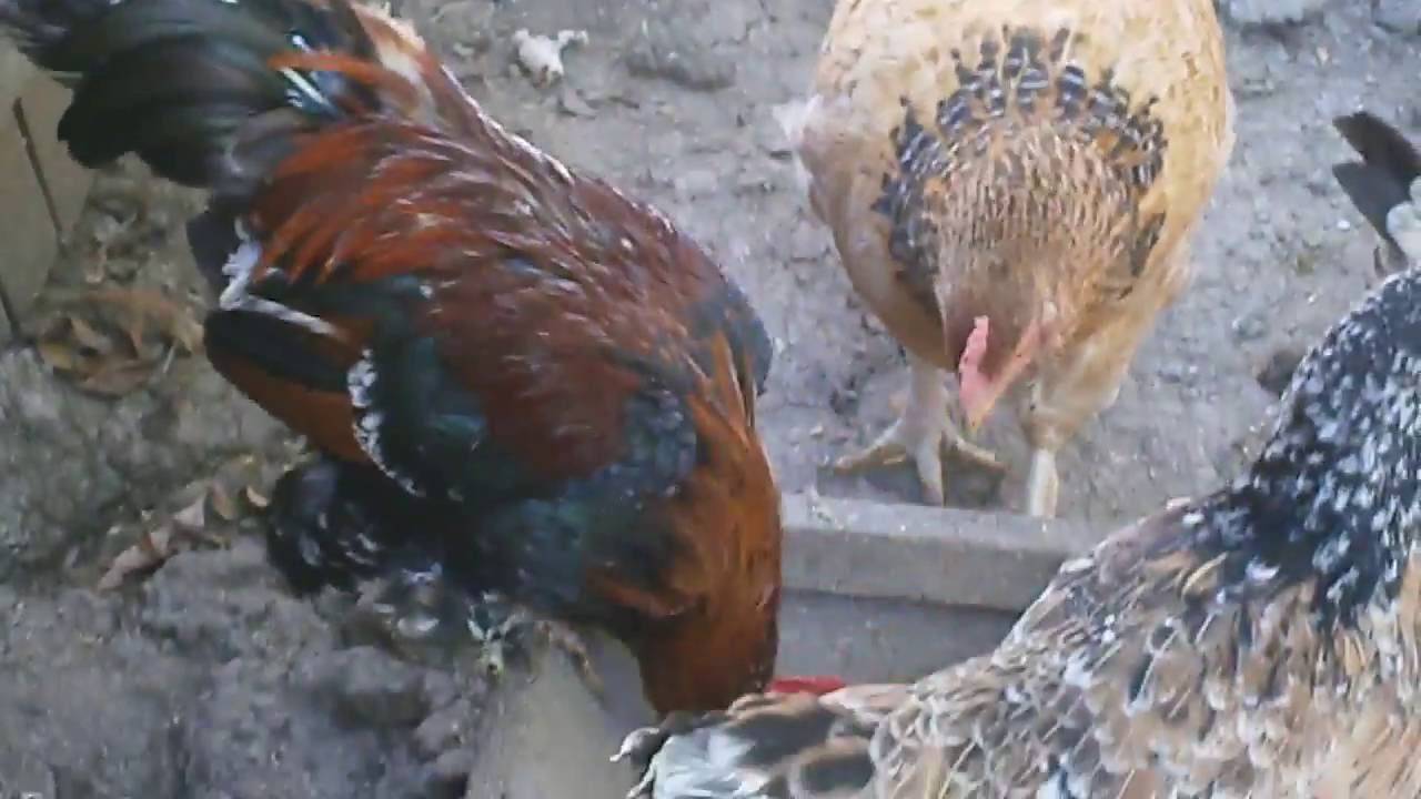 Цыплята без петуха: как долго курица несёт оплодотворённые яйца