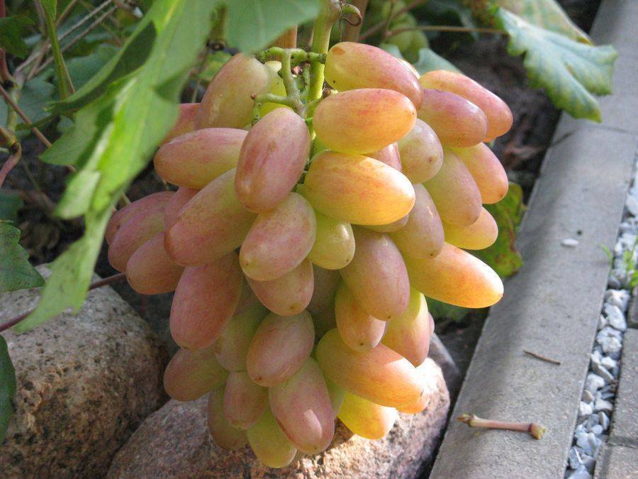 Сорт винограда преображение: особенности выращивания