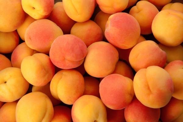 Основные характеристики абрикосов сорта персиковый