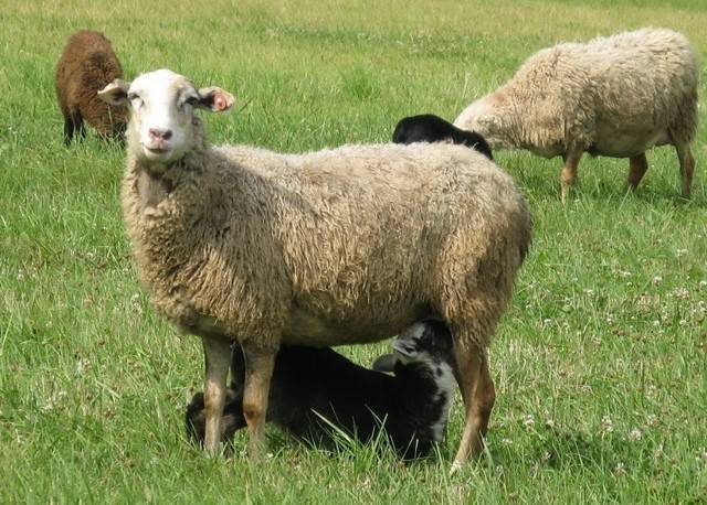 Родоначальник домашних овец