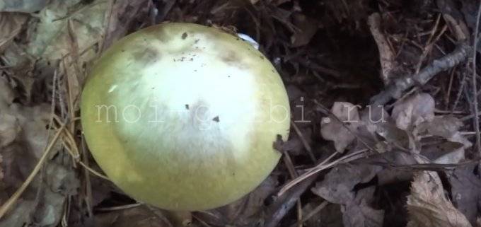 Бледная поганка – смертельный гриб