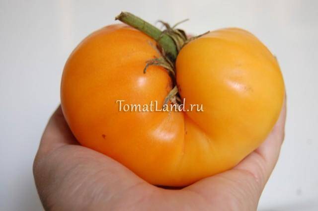 Томат амана оранж (ср-ранний,высокорослый,400-600г) 0,1г партнер