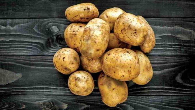 Самые урожайные сорта картофеля: обзор 10 самых высокоурожайных
