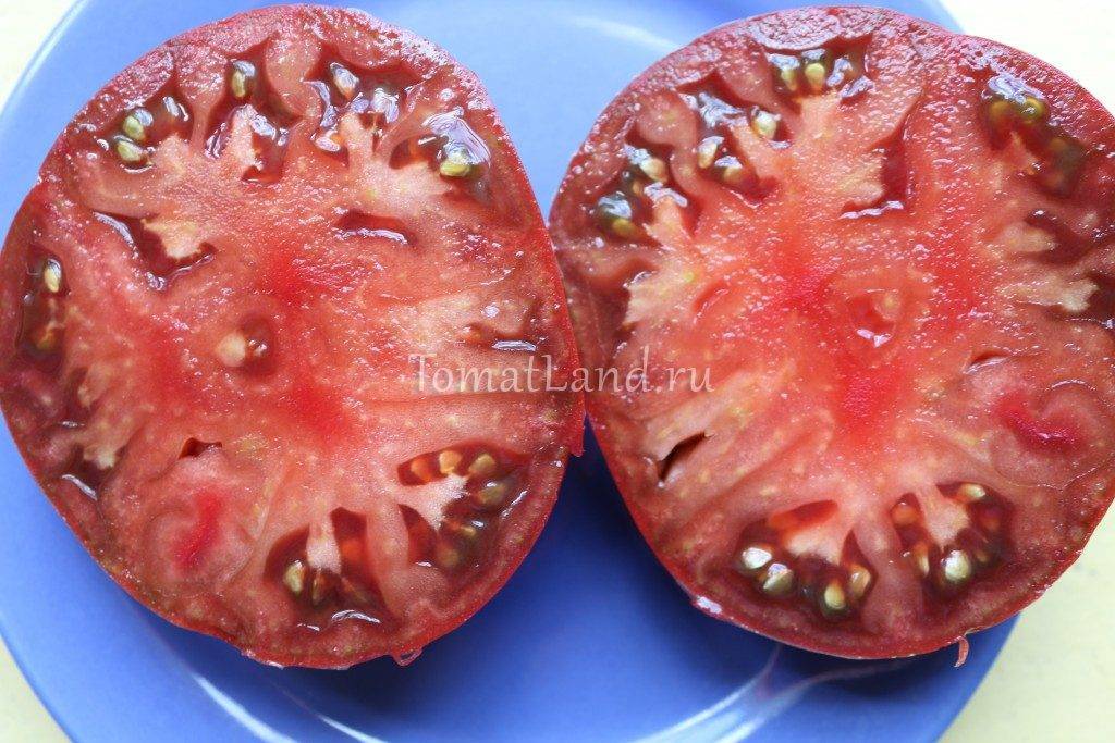 Лучшие сорта черные томатов — характеристика, описание, фото