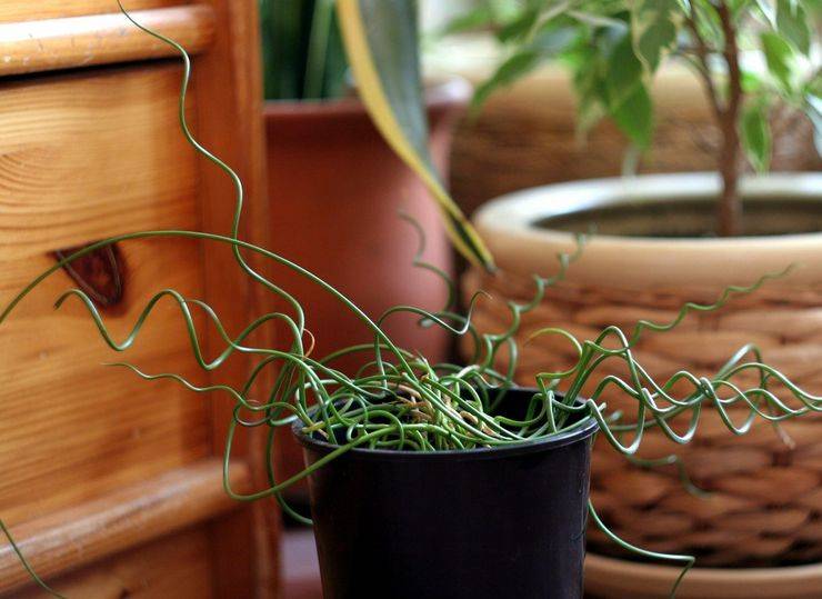 Джункус спиральный – преображаем интерьер с помощью необычных растений