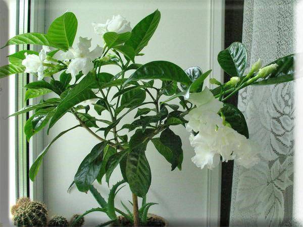 Гардения жасминовидная (47 фото): уход за комнатным цветком в домашних условиях. почему чернеют листья у растения? пересадка и размножение черенками