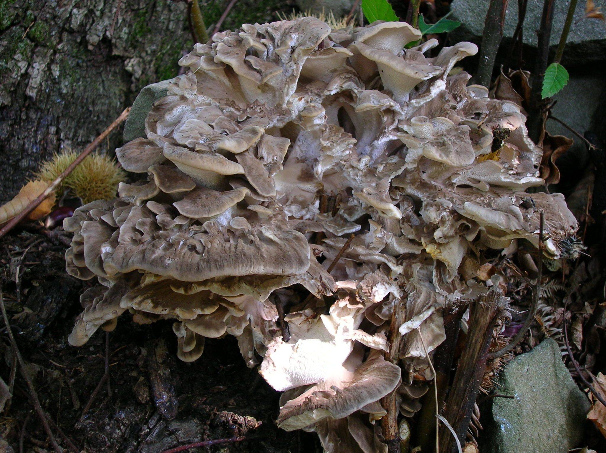 Бараний гриб. гриб баран (баранья голова): описание и полезные свойства