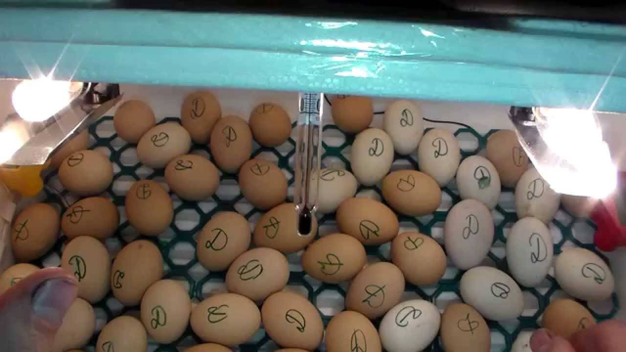 Инкубация яиц: положение яйца и развитие зародыша | fermer.ru - фермер.ру - главный фермерский портал - все о бизнесе в сельском хозяйстве. форум фермеров.