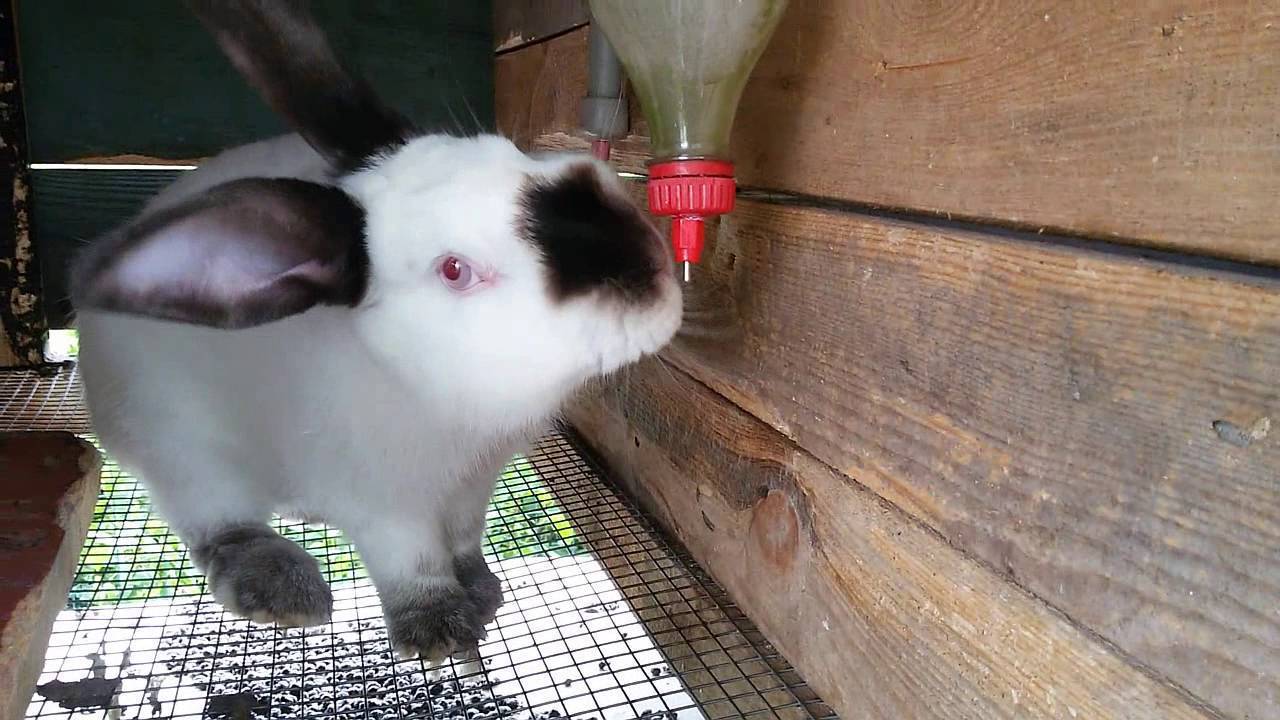 Устройство ниппельных поилок для кроликов