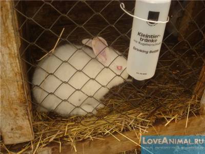 Применение препарата дитрим в ветеринарии для животных и птиц