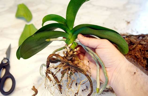 Как посадить детку орхидеи в домашних условиях правильно: фото и видео-советы