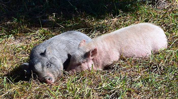 Глисты у свиней: профилактика, симптомы и лечение