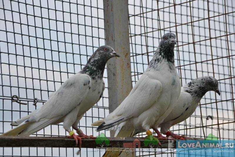 Все о двухчубых голубях: внешний вид, происхождение и разновидности