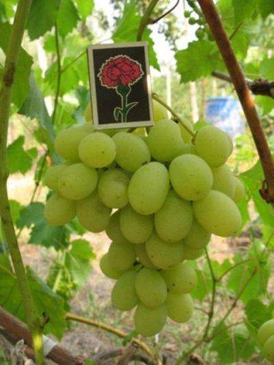 Характеристики и описание винограда сорта дарья, посадка и уход