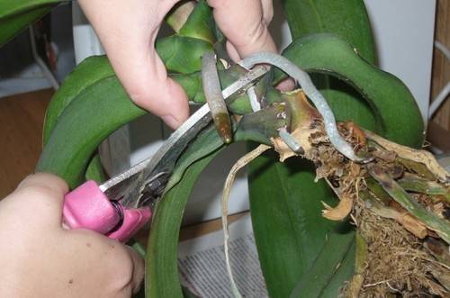 Как нарастить корни у детки орхидеи: простые способы