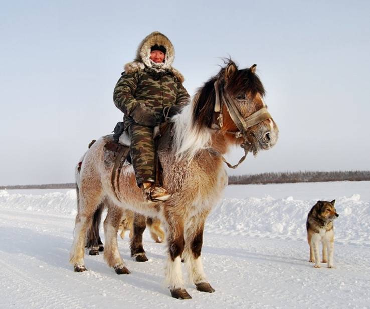 Якутская лошадь. описание, особенности, уход и цена якутской лошади