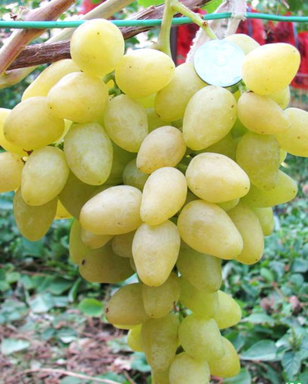 Описание винограда кишмиш аксайский