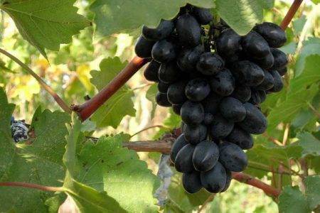 Виноград кодрянка: описание сорта, фото, уход