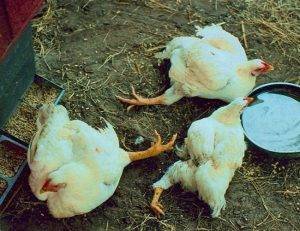 Как разводить фуразолидон для цыплят: чем полезен, что делать при передозировке, а также как смешивать с кормом и водой?