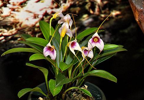 Орхидея масдеваллия: уход и размножение - индасад