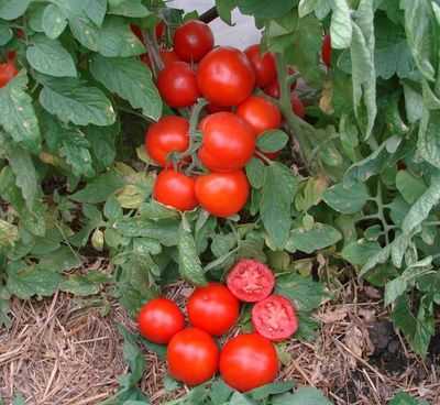 Особенности посадки томатов «красным красно f1»