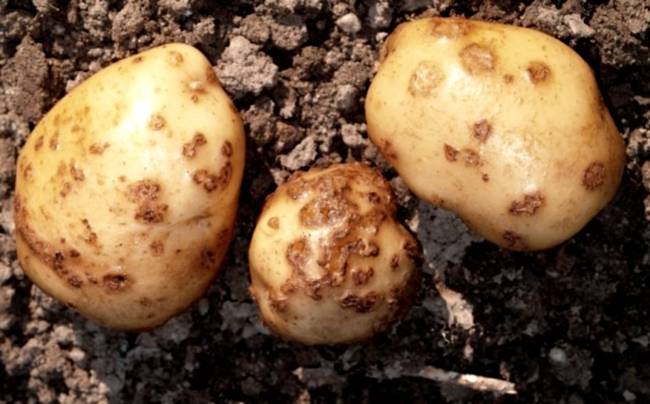 Альтернариоз картофеля | справочник пестициды.ru