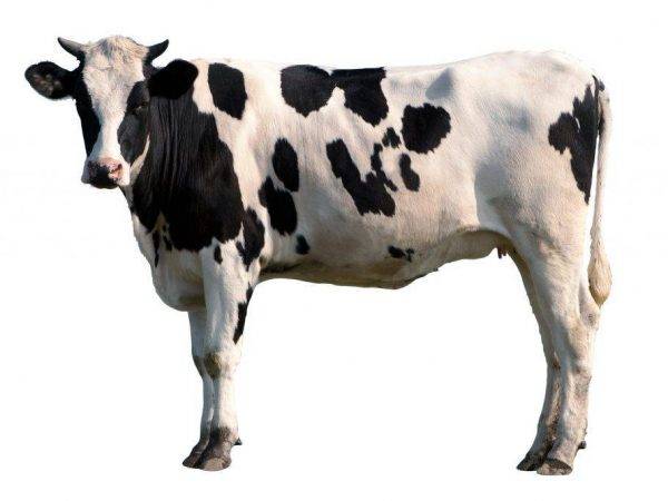 Холмогорская порода коров: характеристика, фото, описание, отзывы