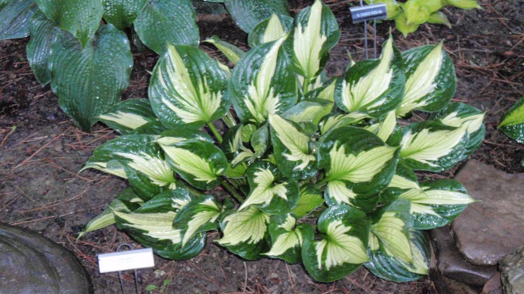 Хоста вирлвинд — трехцветный сорт | инфо сад