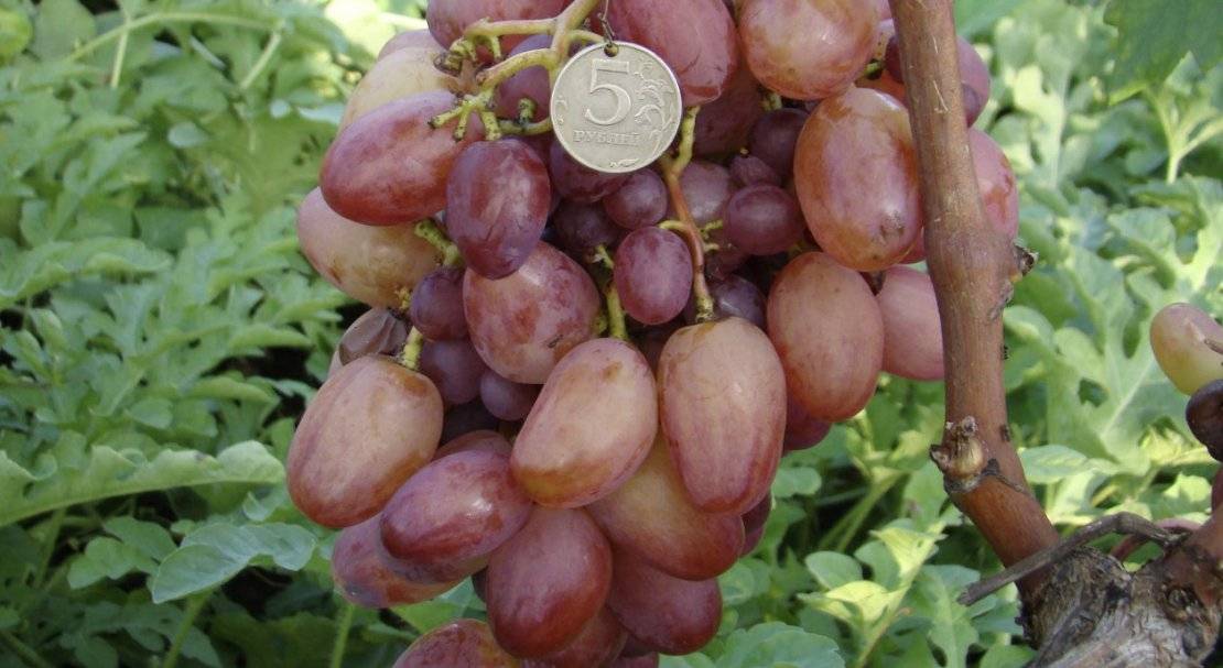 Виноград алекса: описание сорта, фото, отзывы