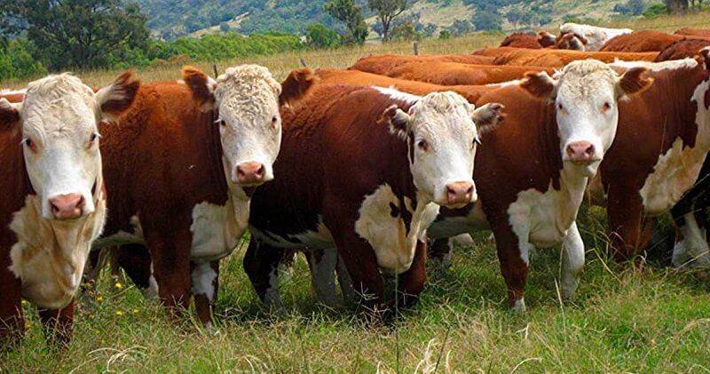Казахская белоголовая порода коров — характеристики и особенности породы