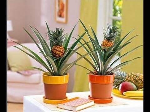 Как вырастить ананас из верхушки в домашних условиях: пошаговая инструкция - sadovnikam.ru