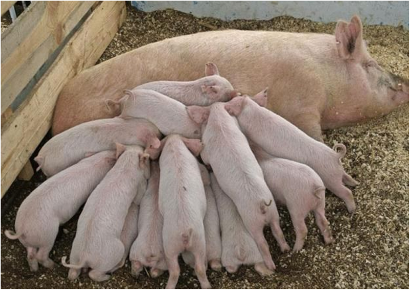 Разведение свиней:  для начинающих в домашних условиях