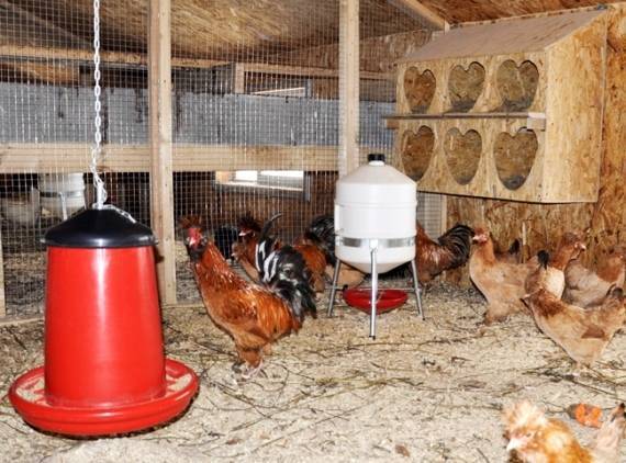 Разведение кур в домашних условиях - с чего начать разведения начинающим птицеводам | cельхозпортал