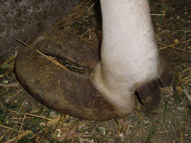 Обрезка копыт у коз: как проходит операция, видео