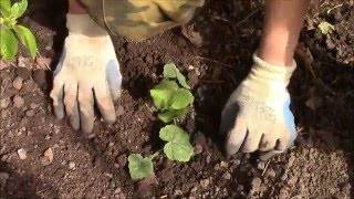 Посадка тыквы в 2020 году: сроки посева, выращивание и уход