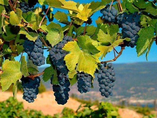 Виноград северный саперави: описание сорта, фото, отзывы