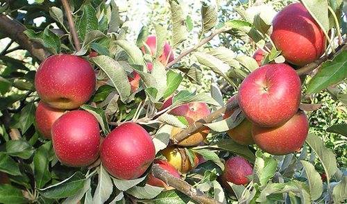 Француженка флорина — отличный зимний сорт яблонь