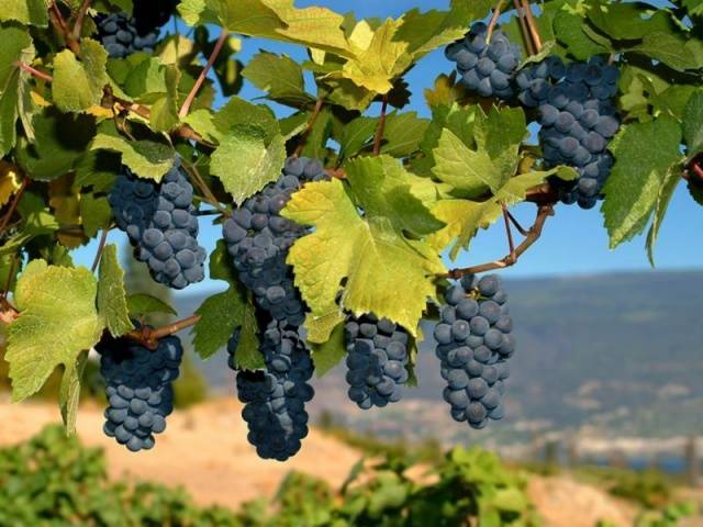 Виноград "молдова": описание сорта, фото, отзывы