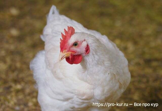 Витамины для суточных цыплят-бройлеров в первые дни жизни