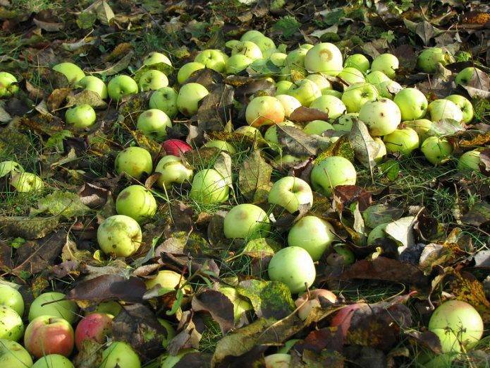 Почему опадают яблоки – яблоня сбрасывает плоды
